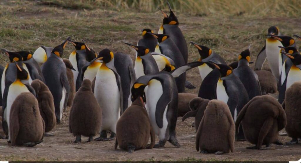 Pingüino Rey Tierra del Fuego