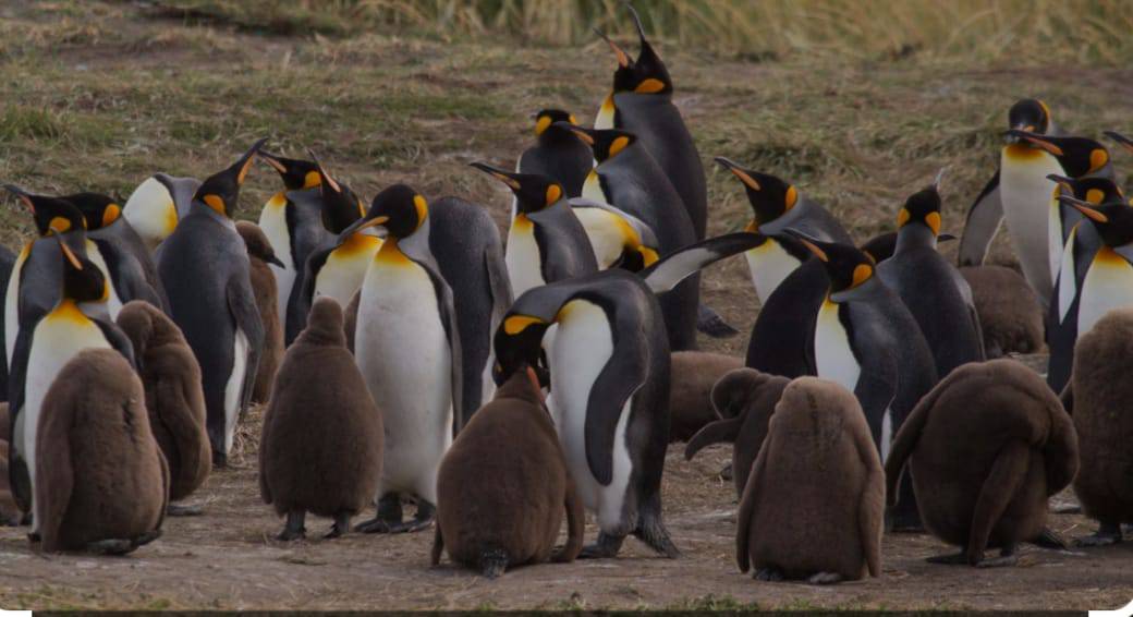 Pingüino Rey Isla Tierra del Fuego - Vultour